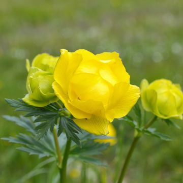 Trolle des montagnes - Trollius europaeus