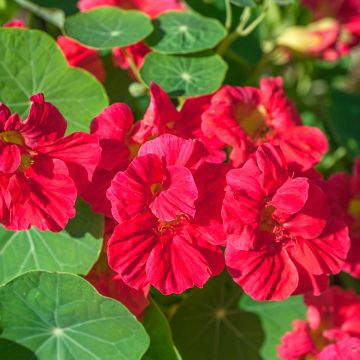 Graines de Capucine naine  Whirlybird Cherry Rose - Tropaeolum majus