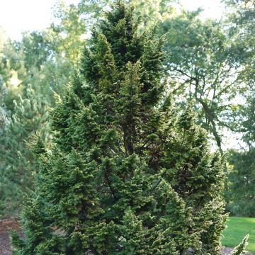 Tsuga canadensis - Pruche du Canada