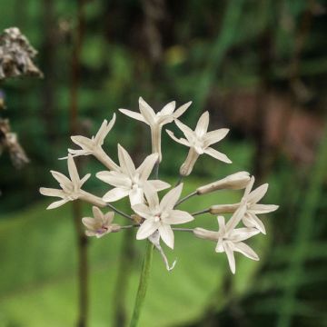 Tulbaghia fragrans Alba  