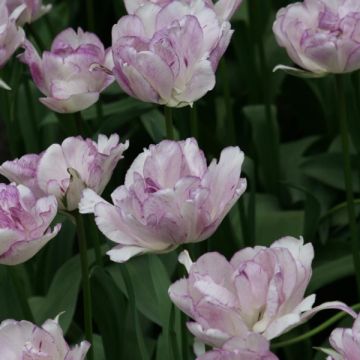 Tulipe double tardive Shirley Double