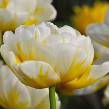 Tulipe double hâtive Flaming Evita