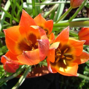 Tulipe botanique Little Princess