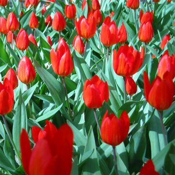 Tulipa botanique praestans Fusilier