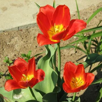 Tulipe botanique vvedenskyi