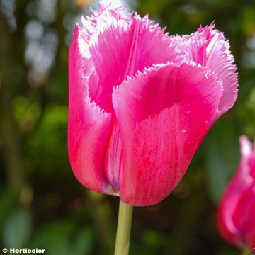 Tulipe dentelée Louvre