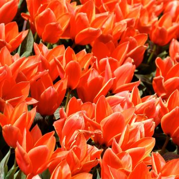 Tulipa kaufmanniana Early Harvest - Tulipe Nénuphar rouge, orange, jaune. Tulipa kaufmanniana Early Harvest - Tulipe Nénuphar rouge, orange, jaune.