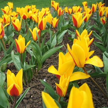 Tulipa kaufmanniana Goudstuck - Tulipe Nénuphar jaune et rouge.