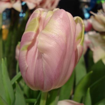 Tulipe simple Tardive Air