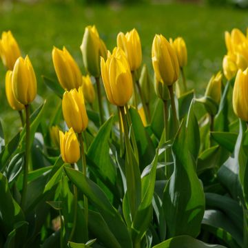 Tulipe Bellona