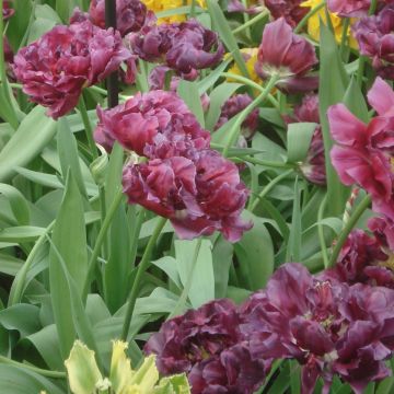 Tulipe double tardive Blue Wow