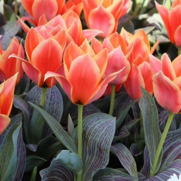 Tulipe Botanique greigii Corsage