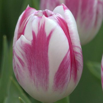 Tulipe Triomphe Caramba