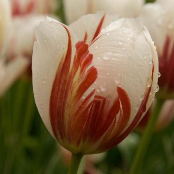 Tulipe Triomphe Carnaval De Rio*