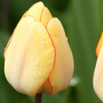 Tulipe Darwin Beauty of Spring