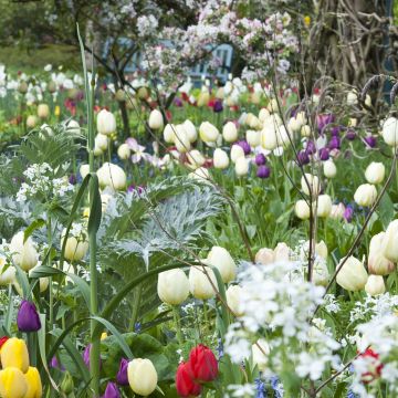 Tulipe Darwin Ivory Floradale