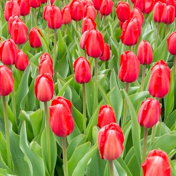 Tulipe Darwin Red Impression