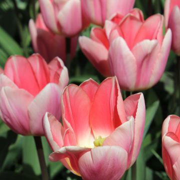 Tulipe Darwin Apricot Delight