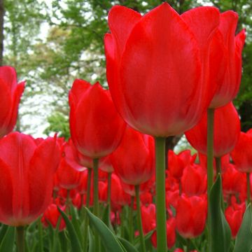 Tulipe Darwin hybride Red Impression