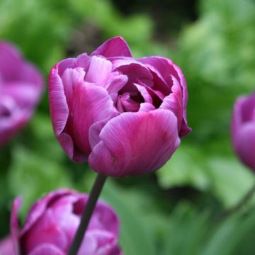 Tulipe double tardive Diamant Bleu (Blue Diamond)