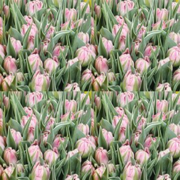Tulipe double hâtive Flashpoint