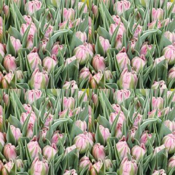 Tulipe Double Flashpoint