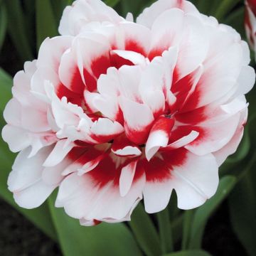 Tulipe Double Horizon