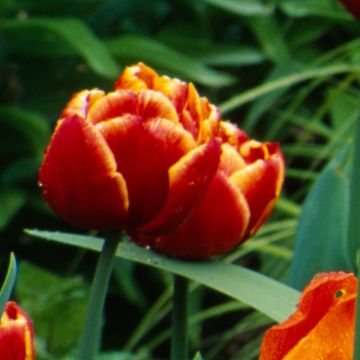 Tulipe double tardive Allegretto
