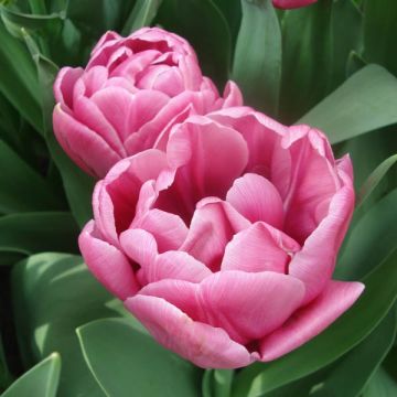 Tulipe double tardive Double You - Tulipe à fleur de pivoine.