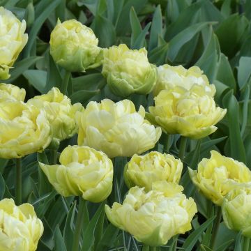 Tulipe double hâtive Verona