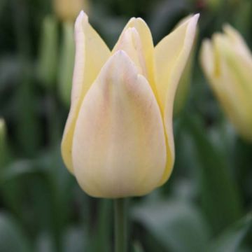 Tulipe Fleur de Lis Elegant Lady