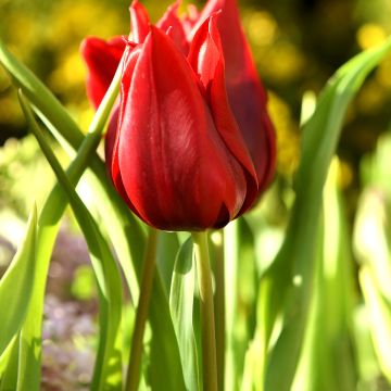 Tulipe Fleur de Lis Lasting Love