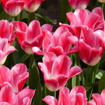 Tulipe Fleur de Lis Romano