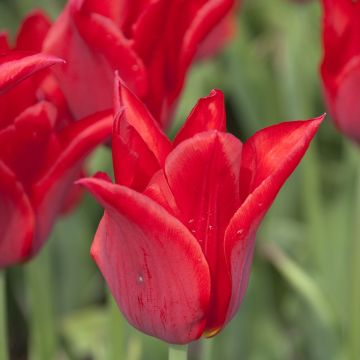 Tulipe Fleur de Lis Moneymaker