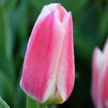 Tulipe fosteriana Rosy Dream