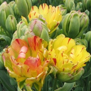Tulipe Double Fruitcocktail