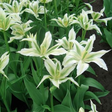 Tulipe Fleur de lis Greenstar Tulipe Fleur de lis Greenstar