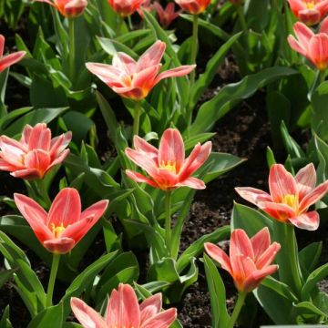 Tulipe botanique kaufmanniana Fashion
