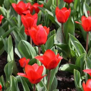 Tulipe botanique kaufmanniana Showwinner