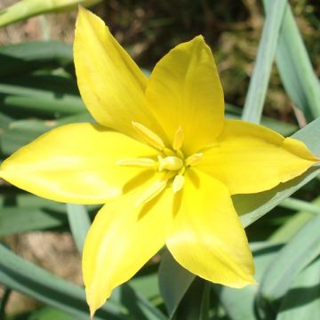 Tulipe botanique kolpakowskiana