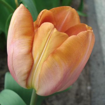 Tulipe Triomphe Malaika