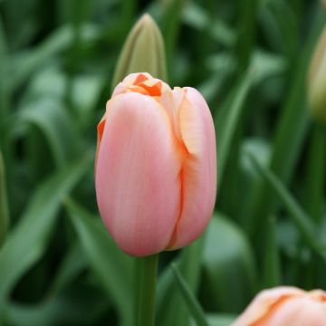 Tulipe simple tardive Menton