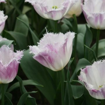 Tulipe dentelée Oviedo