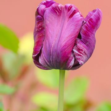 Tulipe Perroquet Blue Parrot