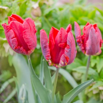 Tulipe Perroquet double Rococo