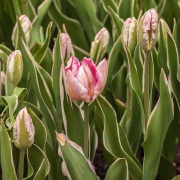 Tulipe Perroquet Silver Parrot