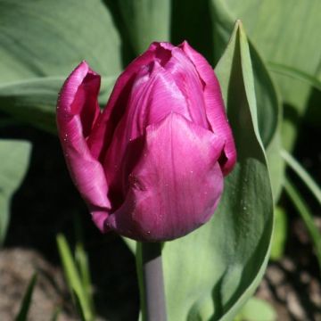 Tulipe simple hative Purple Prince