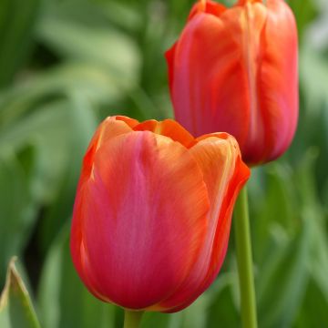 Tulipe simple tardive Avignon