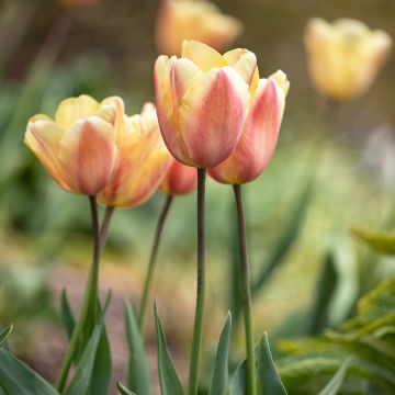 Tulipe Triomphe Apricot Foxx