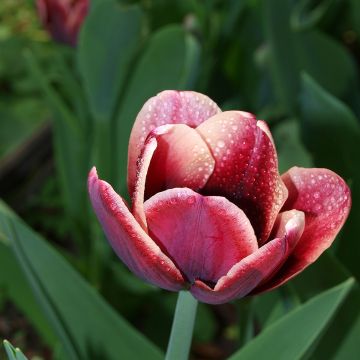 Tulipe Triomphe Arabian Mystery
